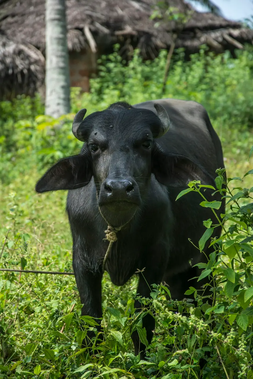 मुर्रा भैंस - फोटो 1