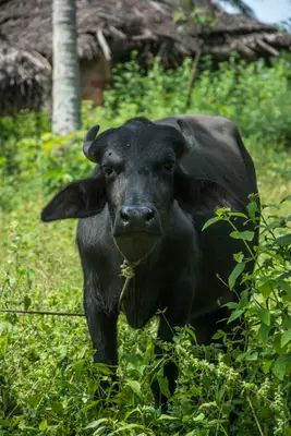 मुर्रा भैंस