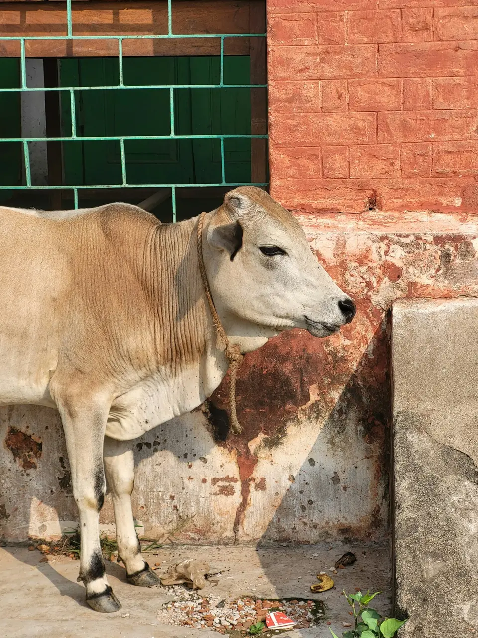 साहीवाल गाय - फोटो 2