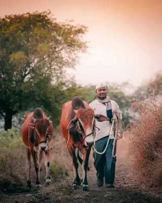 देसी बैल