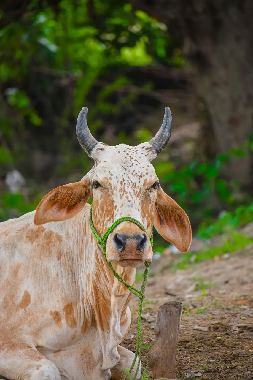 साहीवाल गाय - फोटो 1