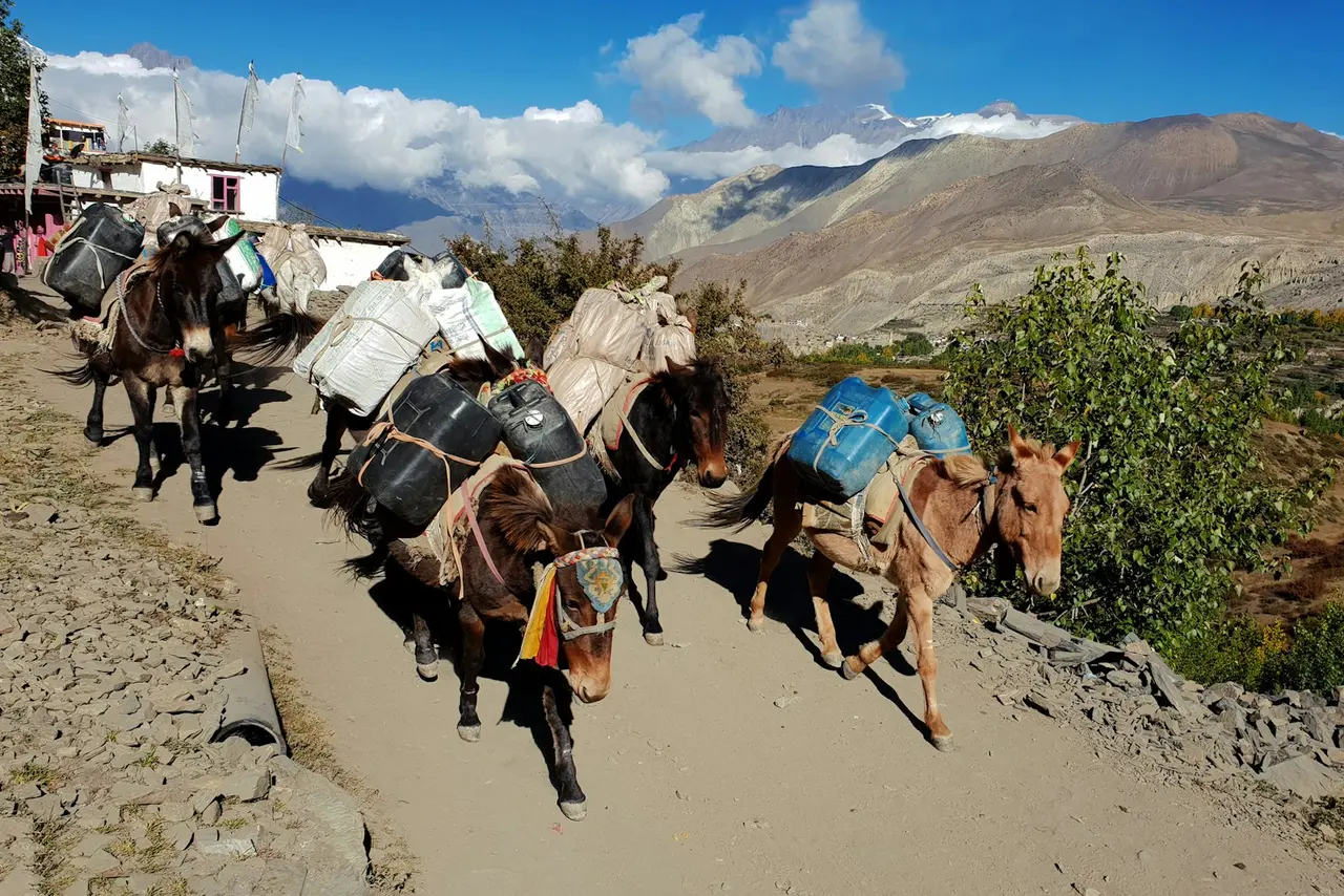 पहाड़ी खच्चर - फोटो 1