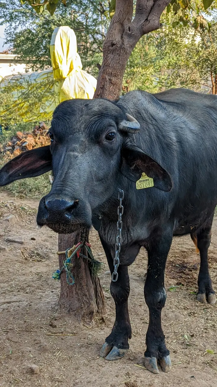 मुर्रा भैंस - फोटो 2