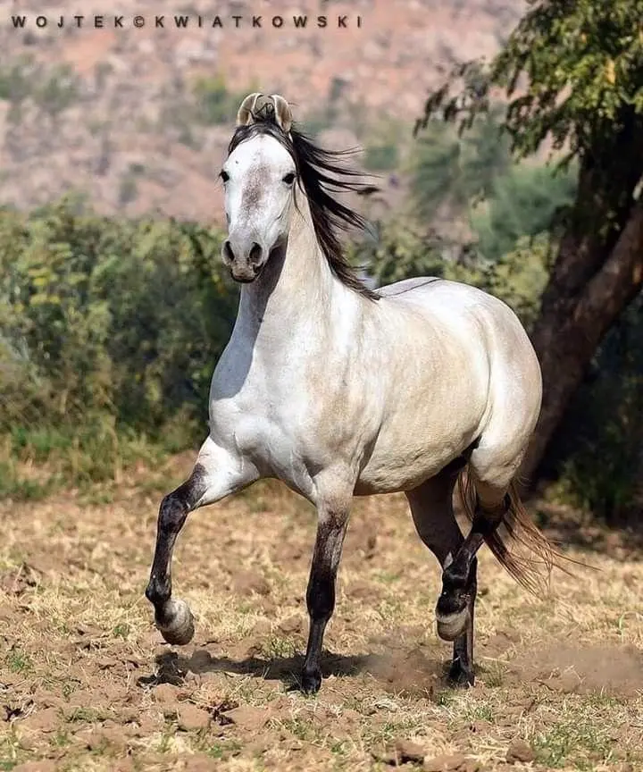 काठियावाड़ी घोड़ी - फोटो 2