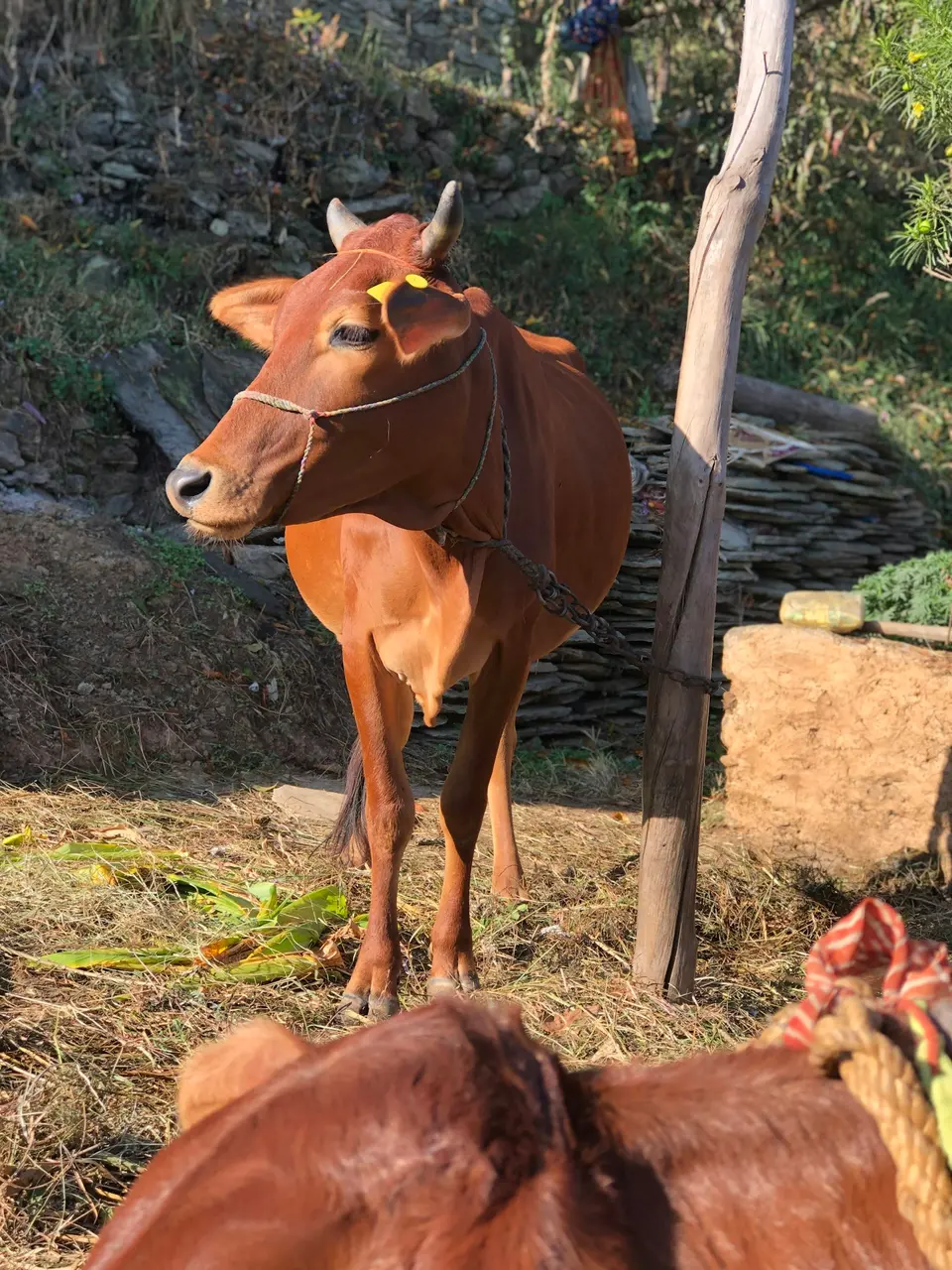 बद्री गाय - फोटो 1