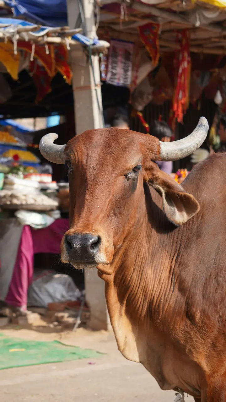 बद्री गाय - फोटो 2